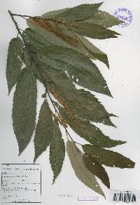 Castanea crenata image