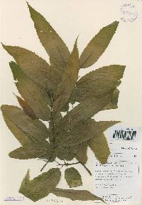 Castanea crenata image
