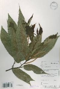 Castanea crenata image