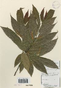 Castanea crenata image