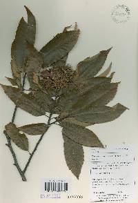 Castanea crenata image