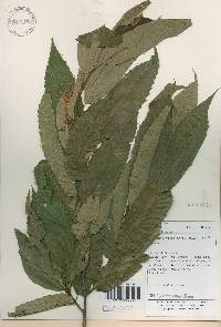 Castanea crenata image