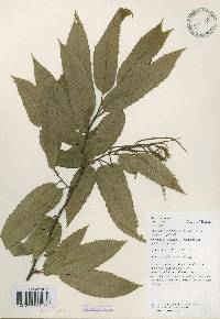 Castanea crenata image