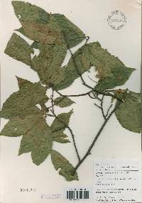 Castanea crenata image
