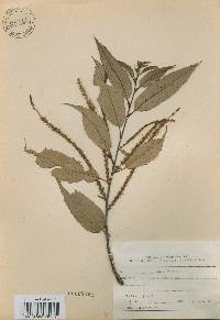 Castanea crenata image