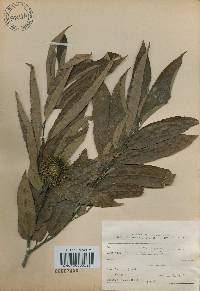 Castanea crenata image