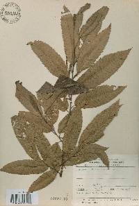 Castanea crenata image