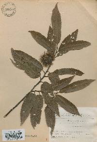 Castanea crenata image