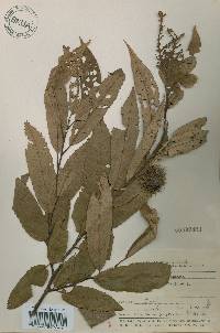 Castanea crenata image