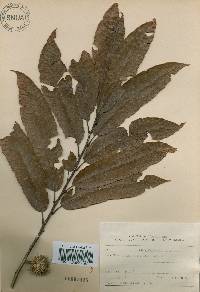 Castanea crenata image