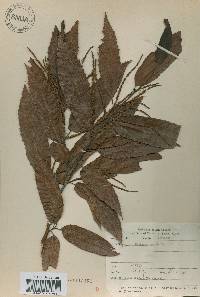 Castanea crenata image