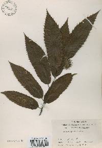 Castanea crenata image