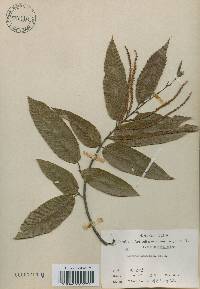 Castanea crenata image