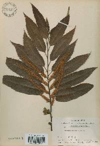 Castanea crenata image