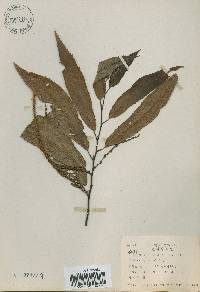 Castanea crenata image