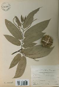 Castanea crenata image