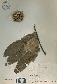 Castanea crenata image