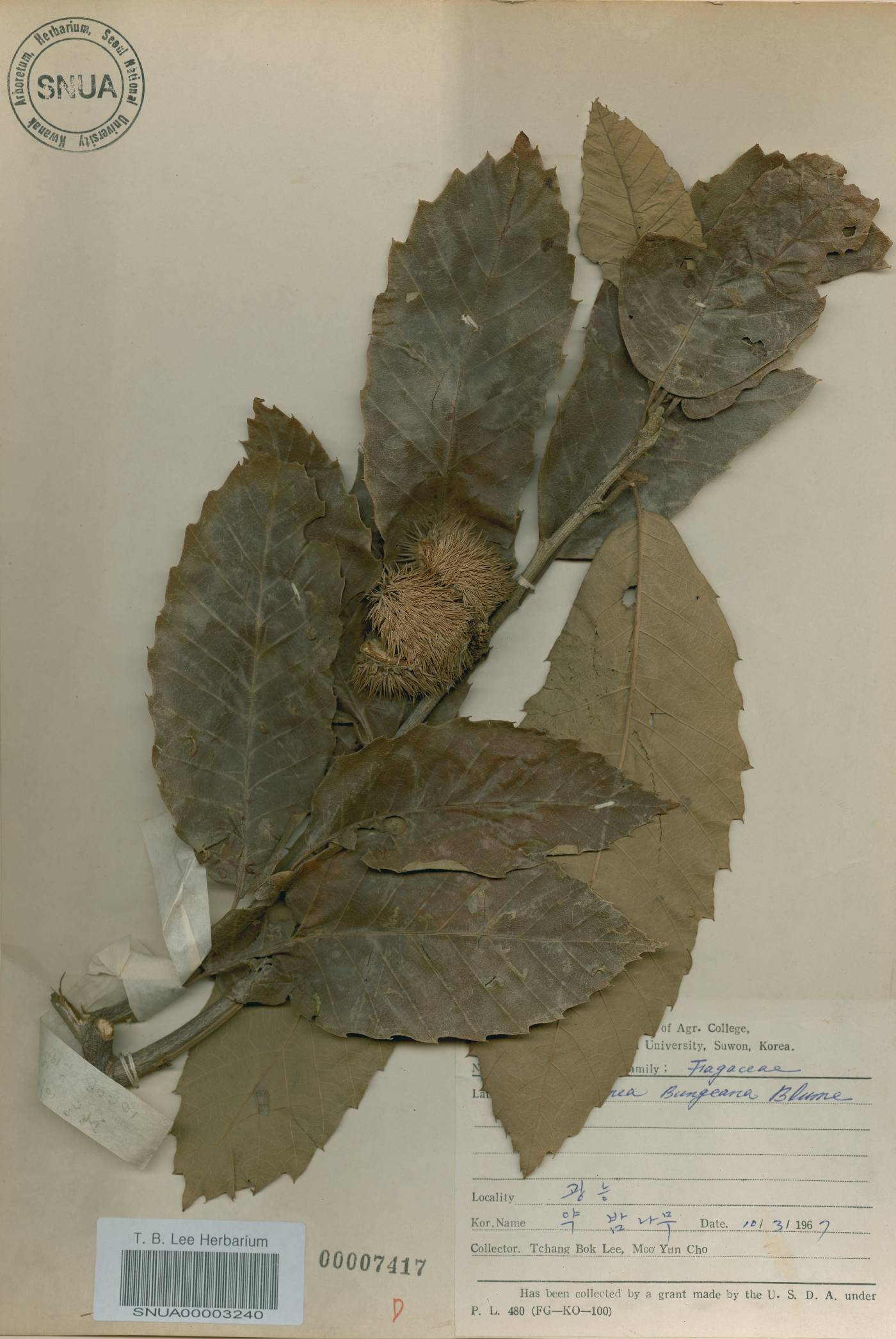 Castanea mollissima image