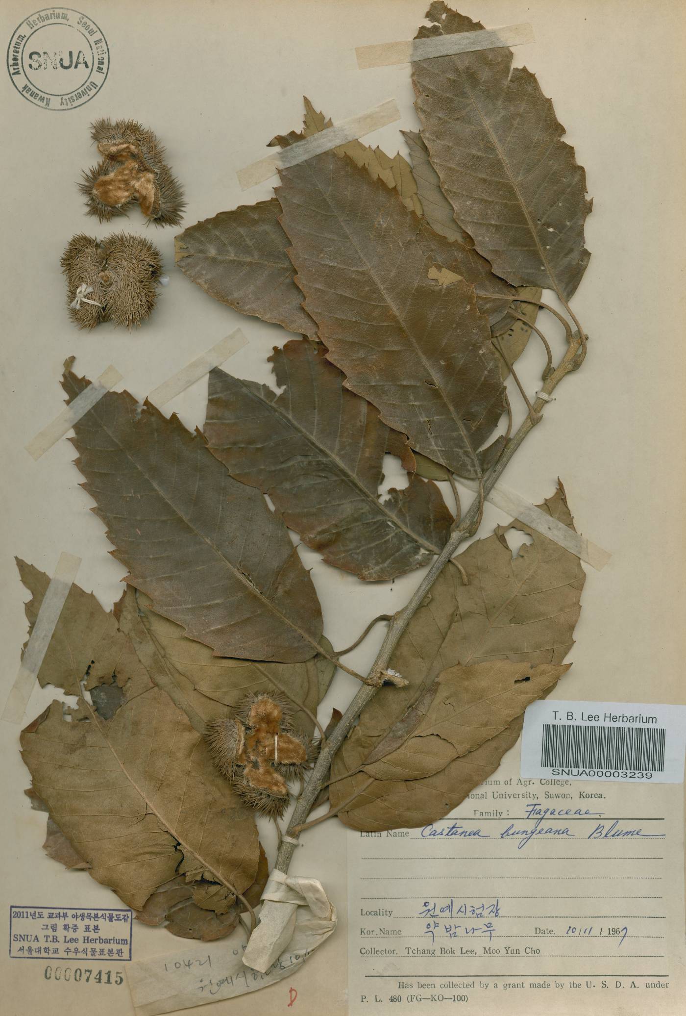 Castanea mollissima image