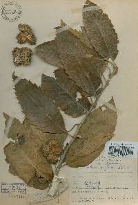 Castanea mollissima image