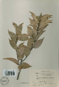 Castanopsis sieboldii image