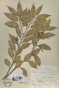 Castanopsis sieboldii image