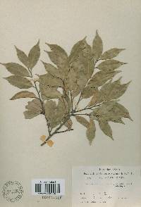 Castanopsis cuspidata image