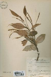 Castanopsis cuspidata image