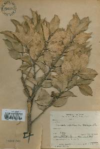 Castanopsis sieboldii image