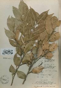 Castanopsis sieboldii image