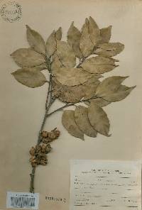 Castanopsis sieboldii image