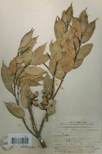 Castanopsis sieboldii image