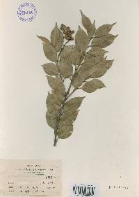 Castanopsis sieboldii image