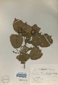 Corylus heterophylla image