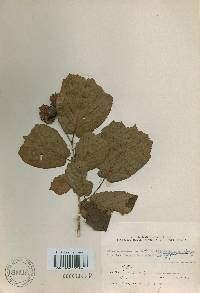 Corylus heterophylla image