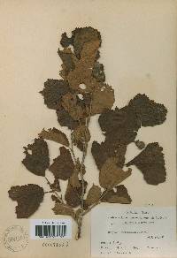 Corylus heterophylla image