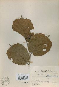 Corylus heterophylla image