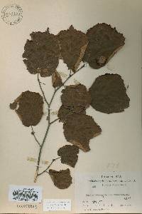 Corylus heterophylla image