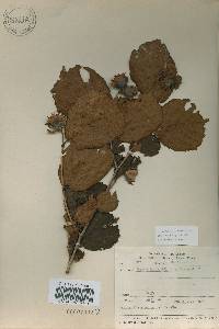 Corylus heterophylla image