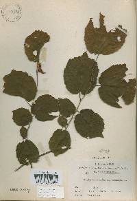 Corylus heterophylla image