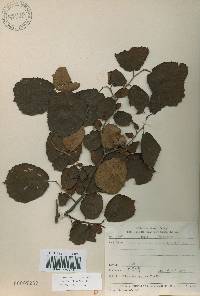 Corylus heterophylla image