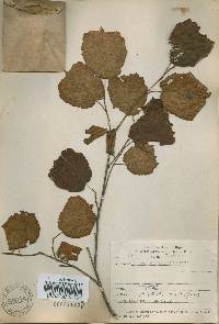 Corylus heterophylla image