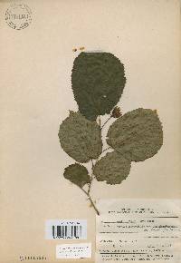 Corylus heterophylla image