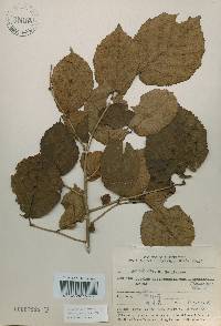 Corylus heterophylla image