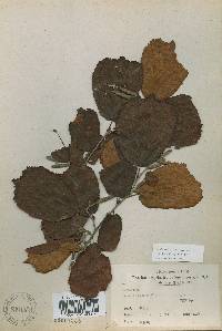 Corylus heterophylla image