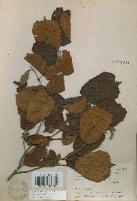 Corylus heterophylla image