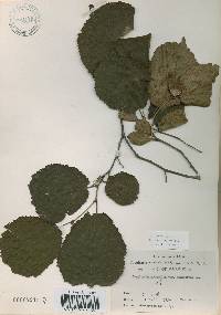 Corylus heterophylla image