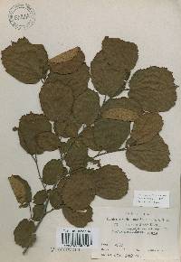 Corylus heterophylla image