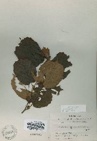 Corylus heterophylla image