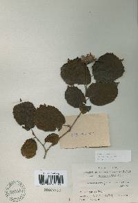 Corylus heterophylla image